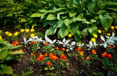 çalılar, sürgünler ve kırmızı nasturtium güzel flowerbed