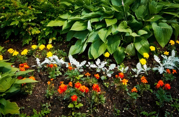 Schönes Blumenbeet Mit Sträuchern Trieben Und Roter Kapuzinerkresse — Stockfoto