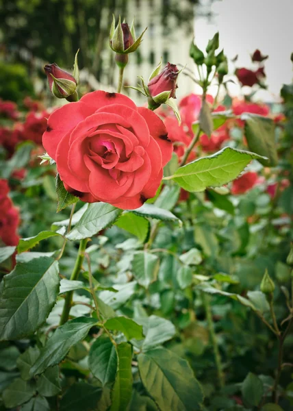 stock image Roses flowerbed