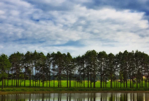 Лес Голубым Облачным Небом — стоковое фото