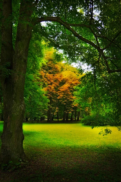 秋の森の空き地 — ストック写真