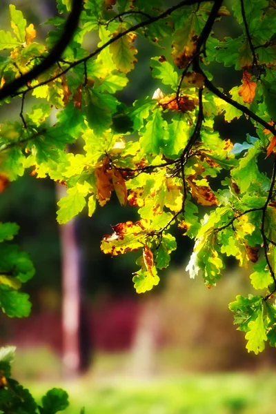 Φθινόπωρο Δρύινα Φύλλα Υποκατάστημα — Φωτογραφία Αρχείου