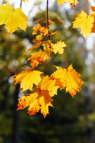 Autumn Maple Leaves Branch — Stock Photo, Image