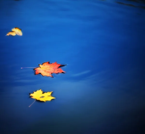 Maple leaves on water — Stock Photo, Image