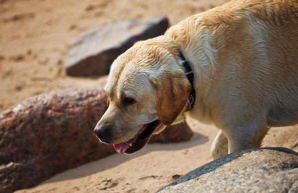 Labrador Retriever Uma Praia — Fotografia de Stock