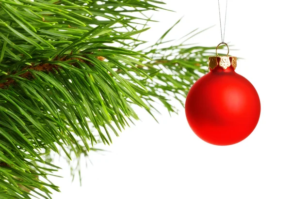Red decoration ball on pine branch — Stock Photo, Image