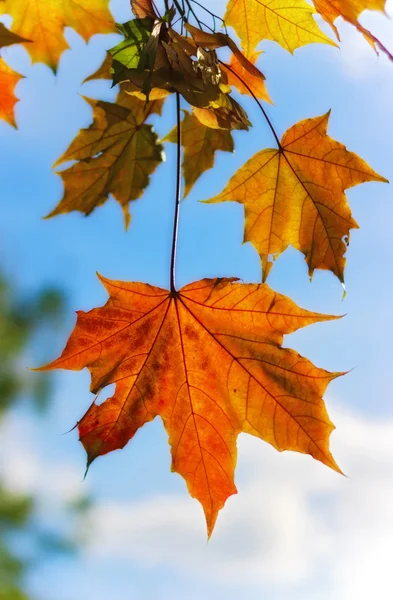 秋天的枫叶的分支 — 图库照片