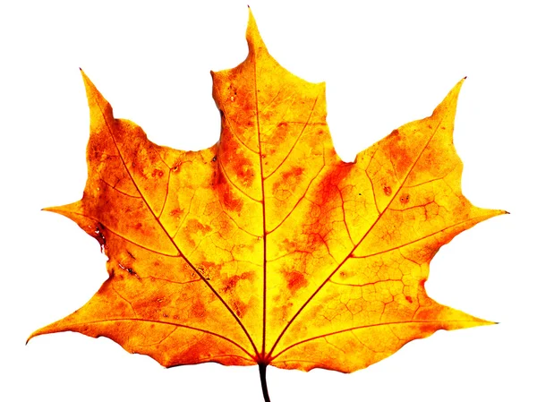 Stock image Maple leaf isolated on white