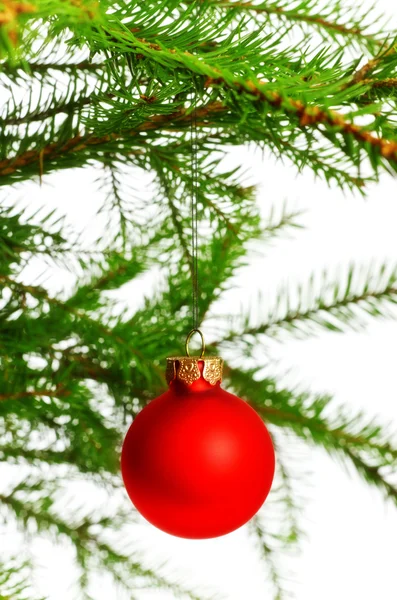 Red Decoration Ball Spruce Branch Isolated White — Stock Photo, Image