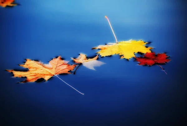 Autumn maple leaves on water — Stock Photo, Image