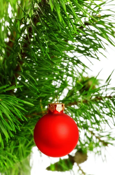 松の枝が 白い背景上に赤い装飾ボール — ストック写真
