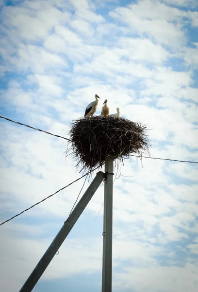Stork Familj Boet Himmel Bakgrund — Stockfoto