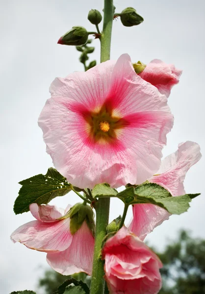 Many Red Mallow Flowers Old Ruins — Stock Photo, Image