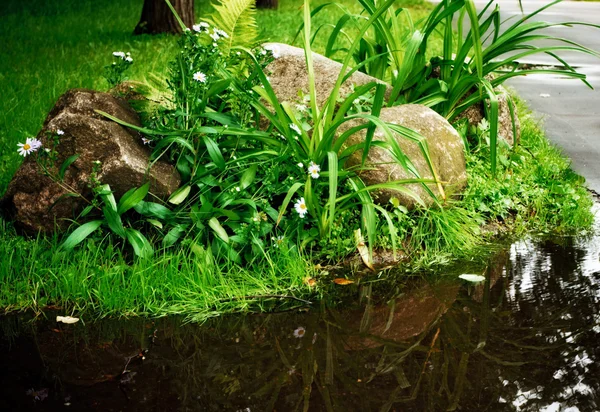 Grass Stones Camomile Tiny Pool Day — Stock Photo, Image
