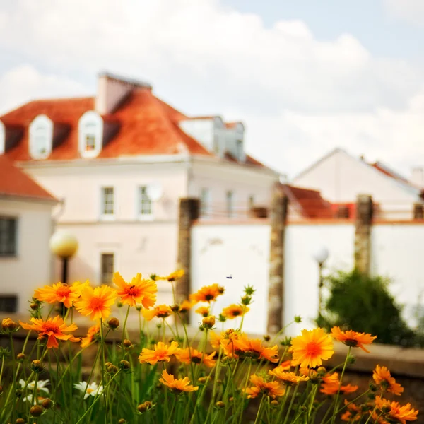 Daisies in front of house — Stock Photo, Image