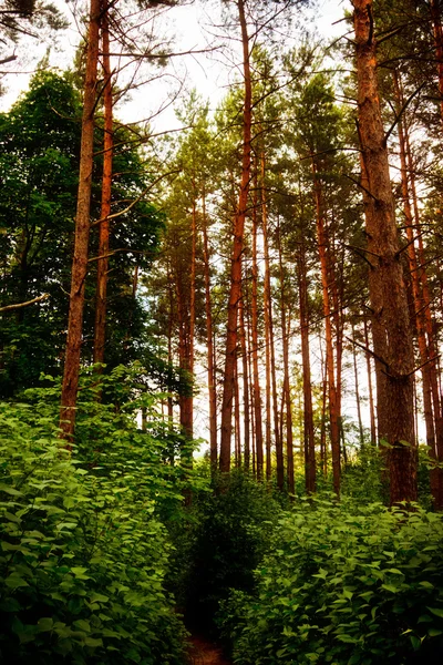 En el bosque de pinos —  Fotos de Stock