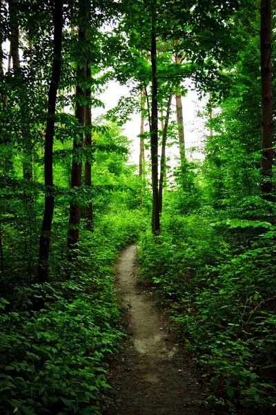 Caminho Floresta Dia Nublado Verão — Fotografia de Stock