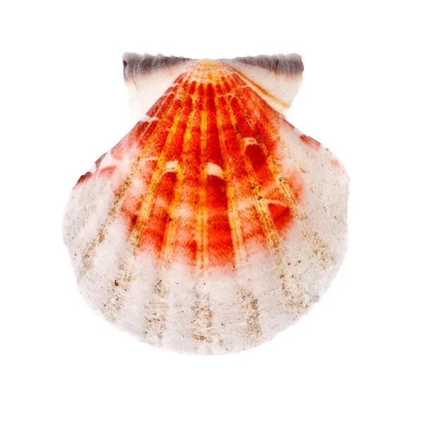 放射状の貝殻 — ストック写真