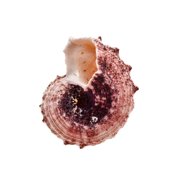 Spiral Seashell — Stock Photo, Image