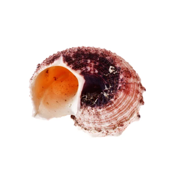 スパイラル貝殻 — ストック写真