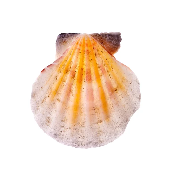 放射状の貝殻 — ストック写真