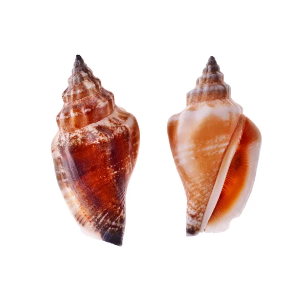 Zwei spiralförmige Muscheln — Stockfoto