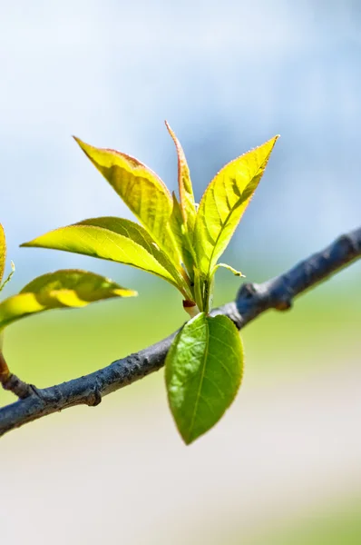 봄 잎 — 스톡 사진