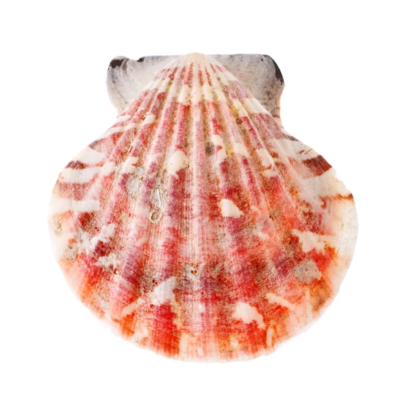 Seashell radial — Foto de Stock