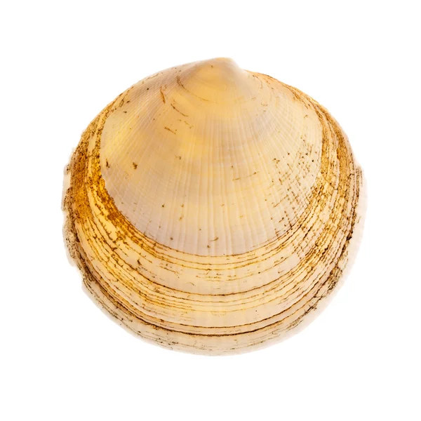 Радіальні Seashell — стокове фото