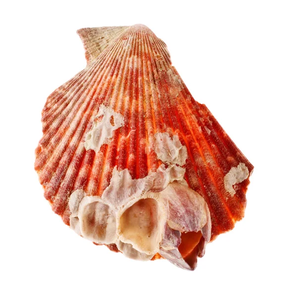 Radyal deniz kabuğu — Stok fotoğraf