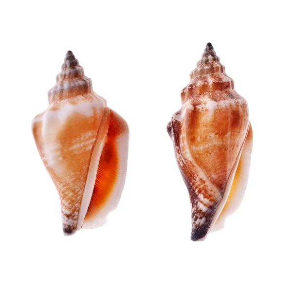 Duas conchas espirais — Fotografia de Stock