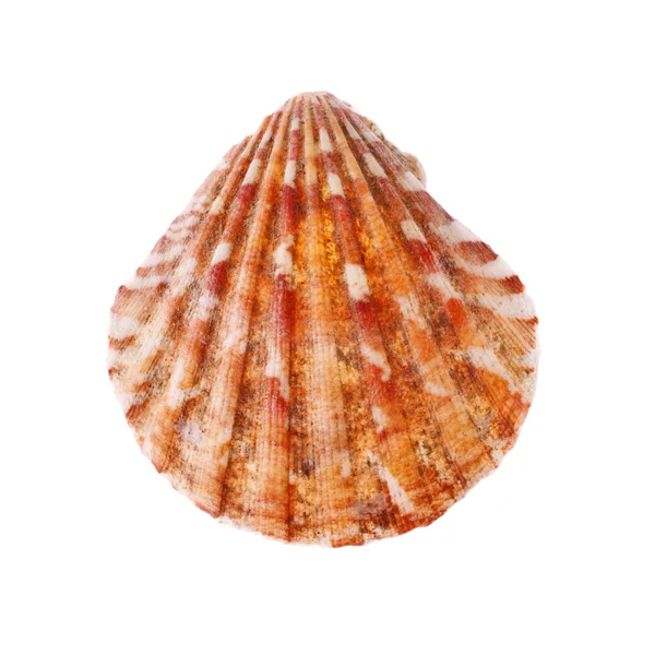 Seashell radial —  Fotos de Stock