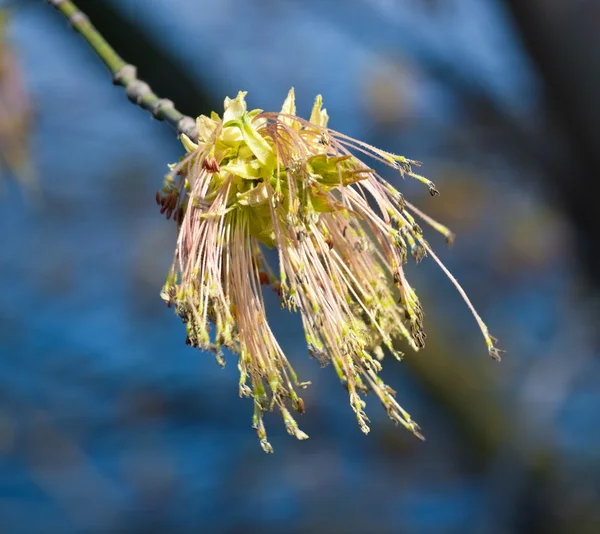 stock image Spring Leaves