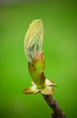 Bahar bud