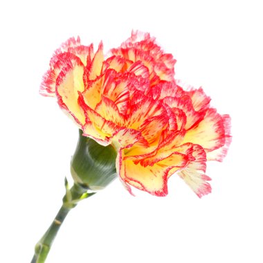 Pink and Yellow Carnation clipart