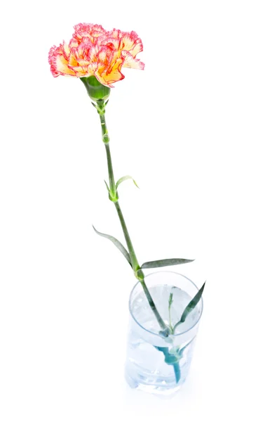 stock image Carnation in Glass