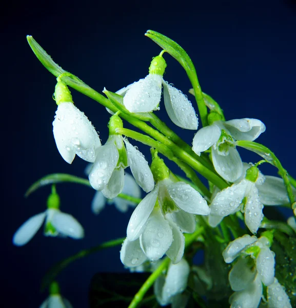 stock image White snowdrops are in dew.