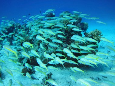 Group of coral fish in water. clipart