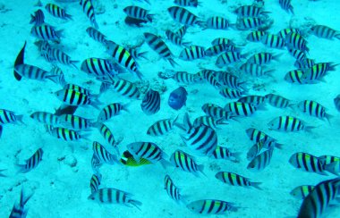 Group of coral fish in blue water.Red sea. clipart