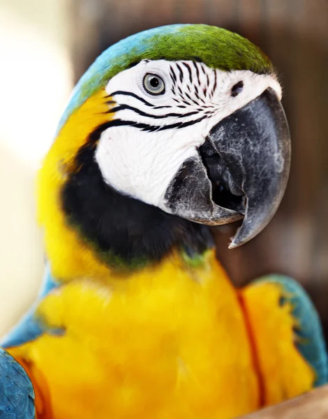 Papegoja i grön regnskog. — Stockfoto