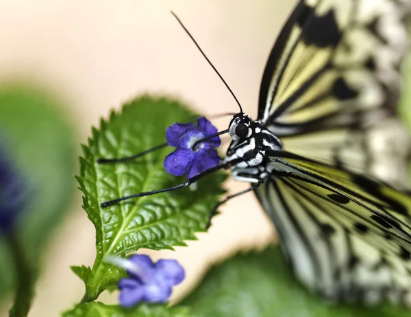 Motyl i niebieski kwiat na zielonym tle. — Zdjęcie stockowe