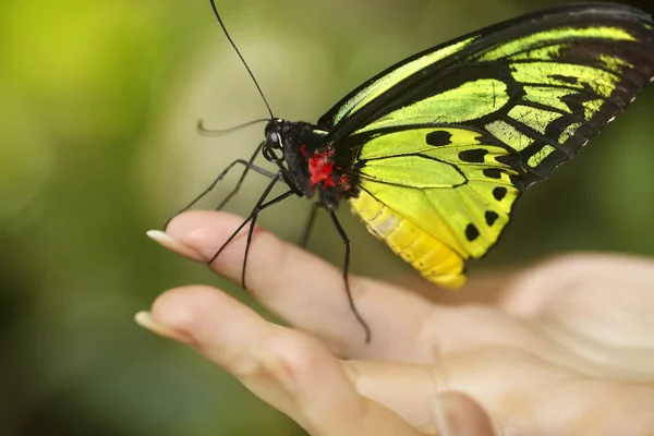 Bela borboleta na mão da criança . — Fotografia de Stock