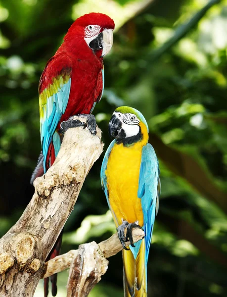Zwei Papageien im grünen Regenwald. — Stockfoto