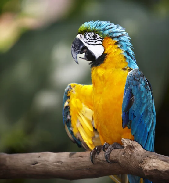 Papoušek v zelený deštný prales. — Stock fotografie