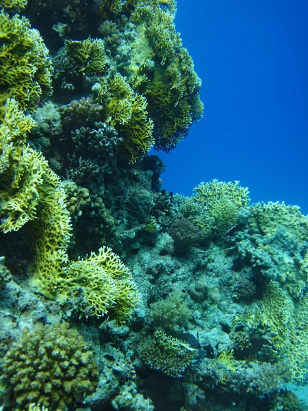 Grupp av korall fisk i vatten. — Stockfoto