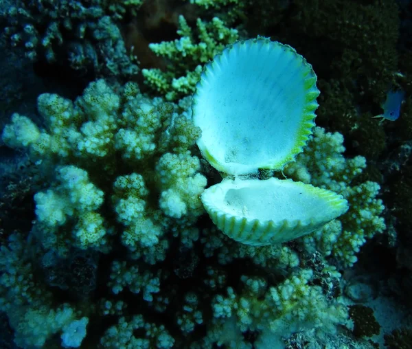 Grupp av korall och seashell i blått vatten. — Stockfoto