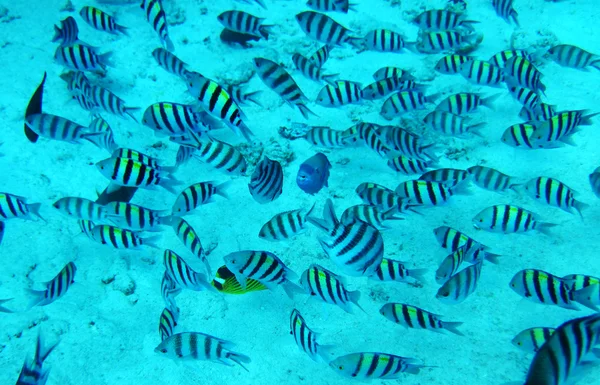 Skupina korálových ryb v moři modrá water.red. — Stock fotografie