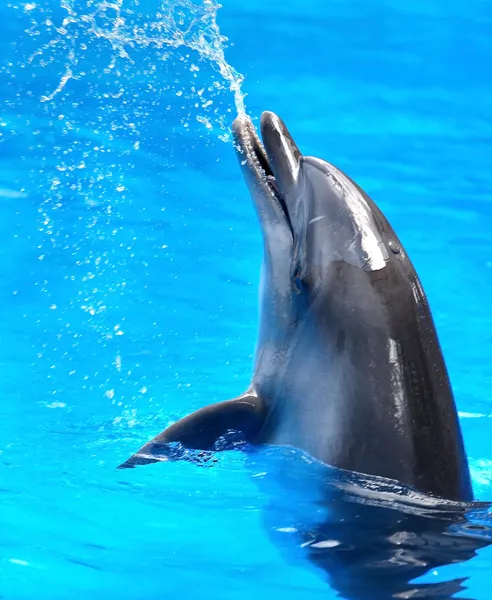 Delfín v modré vodě. — Stock fotografie