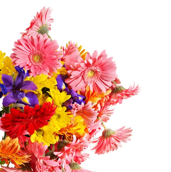 Grupa głowa kwiat gerbera — Zdjęcie stockowe