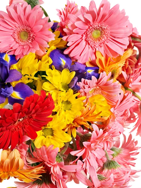 Grupa głowa kwiat gerbera — Zdjęcie stockowe